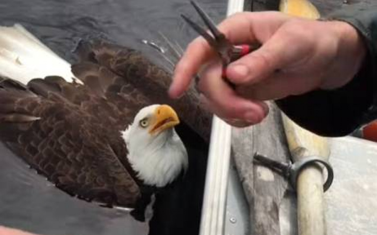 大鳥低空掠過超霸氣　下秒乖乖折返原因曝光