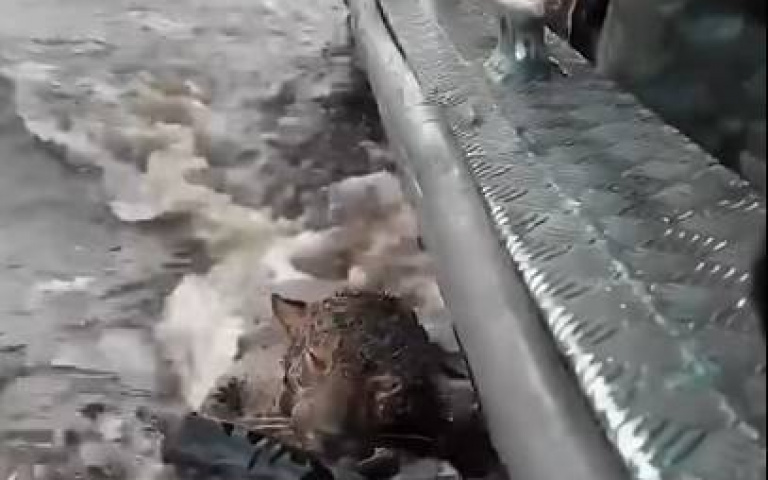 美洲豹拖著受傷的身軀泡水渡河　獸醫一看心疼：多處槍傷、牙齒斷裂