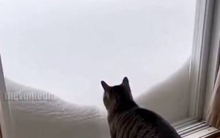 貓咪頑固不聽勸！　興奮跳進雪堆裡「下秒發瘋」