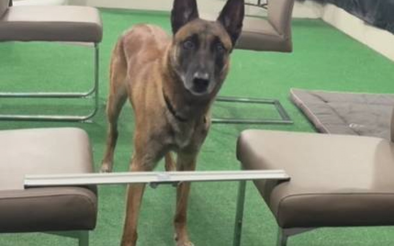 神犬Monkey又完成一次特技！　直盯鏡頭：我做得不錯吧