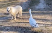 以為山羊是個威脅　鵝硬起來保護狗狗後「昂首闊步」