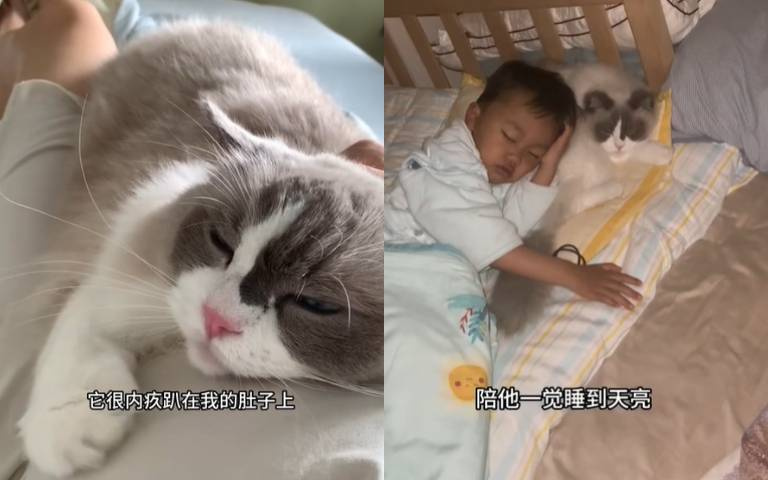 一腳踩在孕肚上…喵喵好愧疚!5年後任小男孩使喚無冤無悔