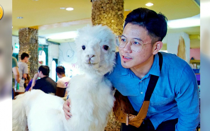 豹貓好口愛呀　讓草泥馬陪吃飯不吐你口水！