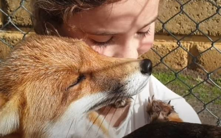 超越物種的親情！小女孩和狐狸感情深厚　一見鍾情且形影不離