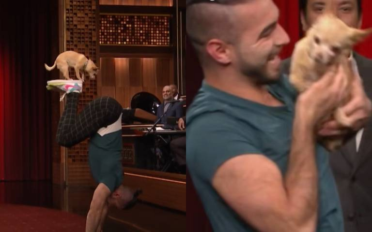 這表演真的是棒「吉」了！　主人和吉娃娃耍特技…以為哈姆太郎上身