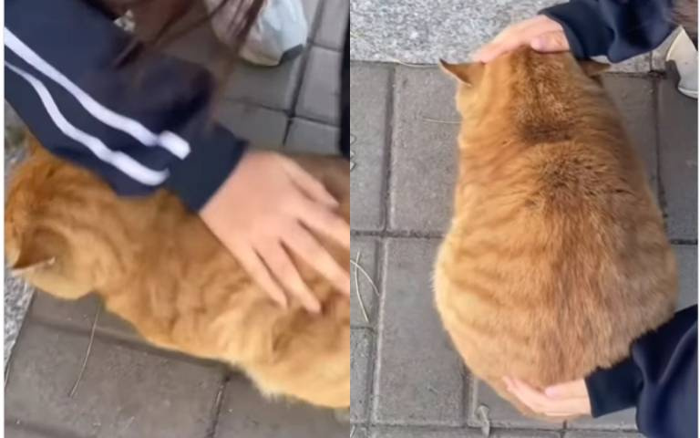 瘋狂嚕橘貓超療癒！　東摸西摸不逃跑、不還手