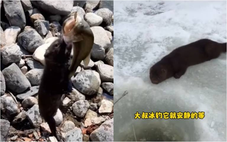 人貂情緣！從陌生人變成麻吉　還會互相分享漁獲