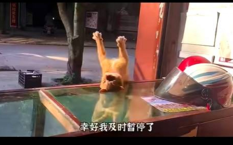 衰尾貓咪大比拚! 看看你覺得誰最慘?