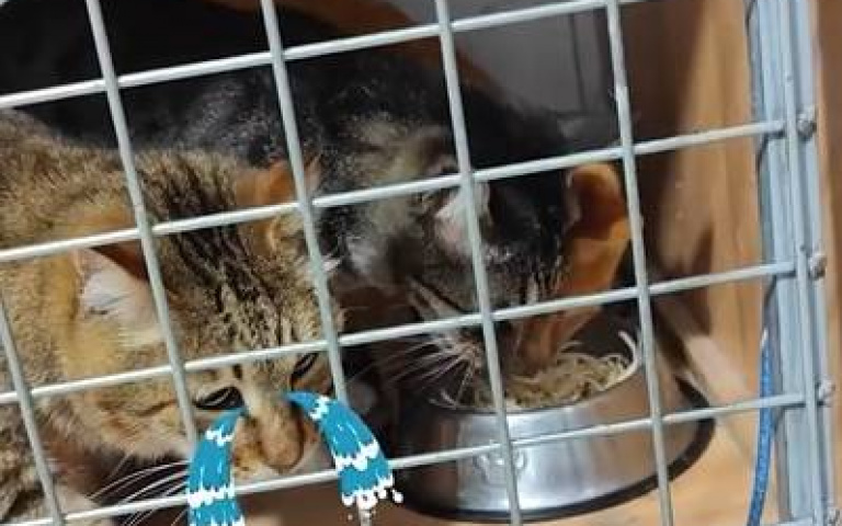 作案團夥！　兩貓登堂入案搶飯吃