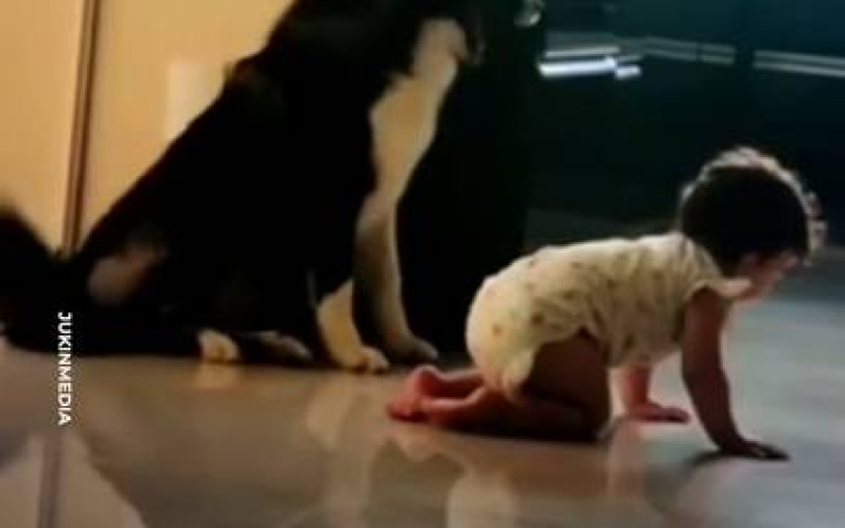 不敢開啟上班模式　邊牧「溫柔」趕小孩畫面曝光