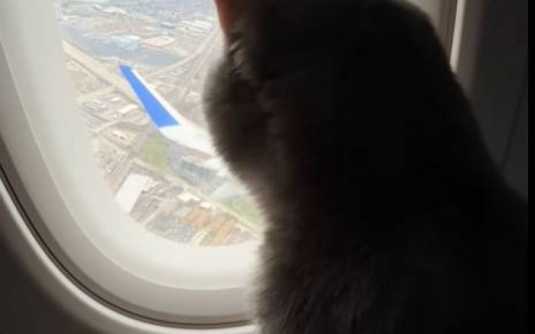 這貓也給我來一隻！　搭飛機不吵不鬧…熬過5小時飛行過程曝