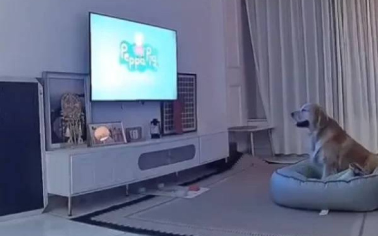 媽上班擔心愛犬太寂寞「開監視器」　驚見大金毛「蓋被看卡通」過太爽