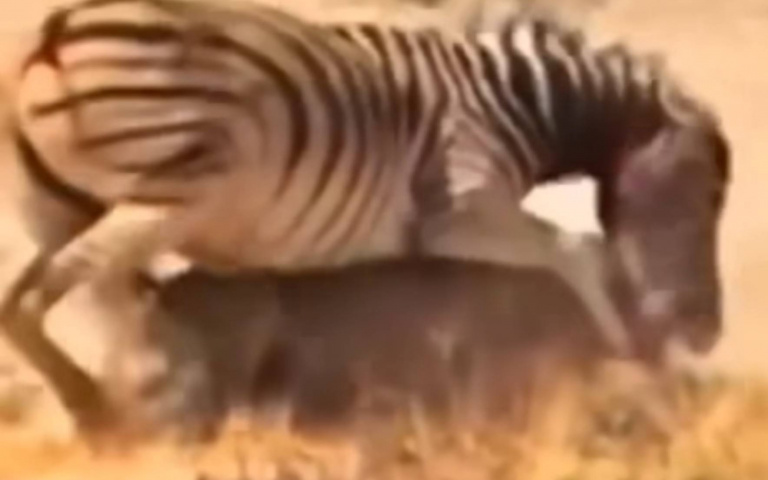 獅子掠食踢到鐵板了！　遇斑馬奮力掙脫還被反壓在地