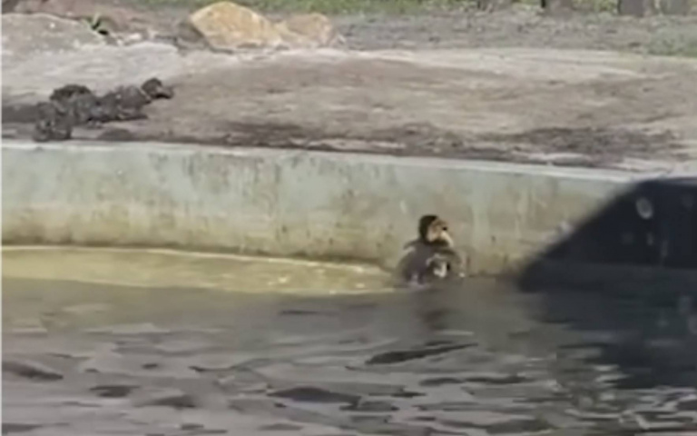 暖心畫面！見小鴨跳不上岸找媽媽　友善河馬溫馨相助畫面超感動