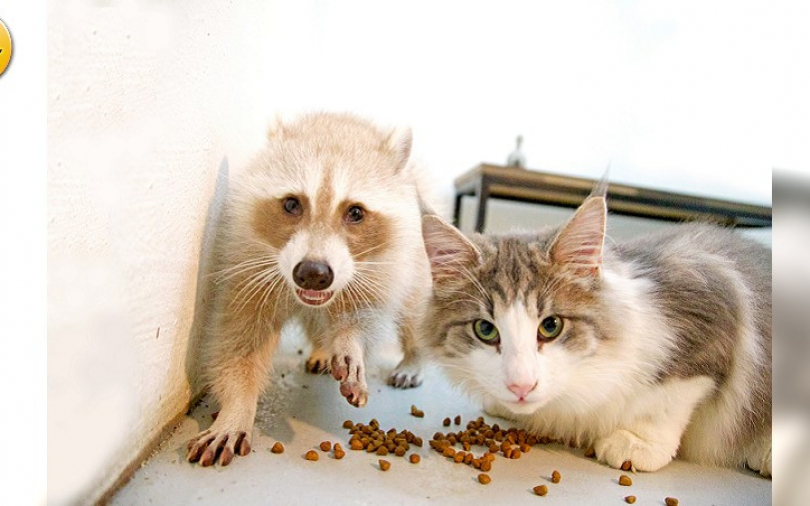 奇怪咧！這裡老闆愛洗衣服　浣熊愛洗手喵咪討抱抱