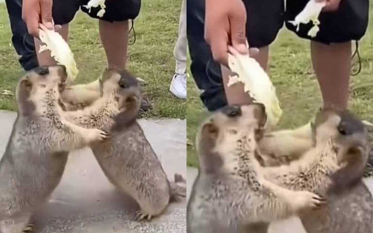 你看過土撥鼠打架嗎？　四隻小短手互相推擠不相讓…可愛畫面曝光了