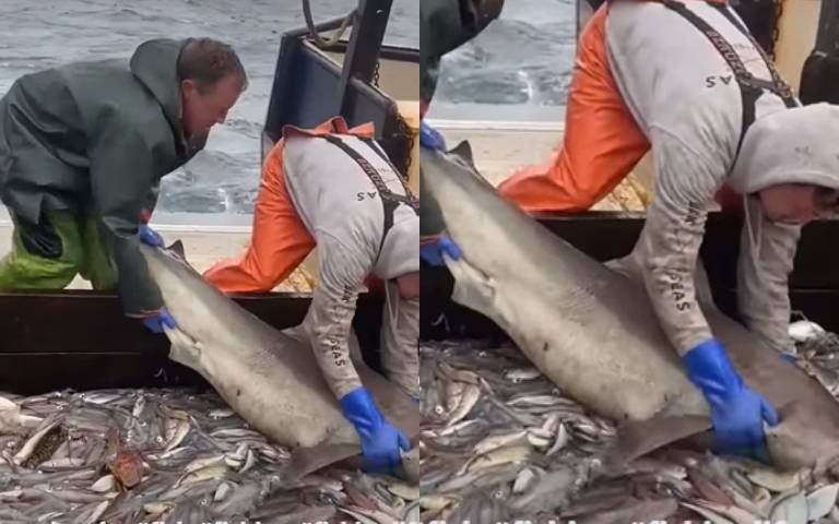 不勞而獲的最讚！漁夫誤捕鯊魚上船 牠爽吃鮮魚自助餐