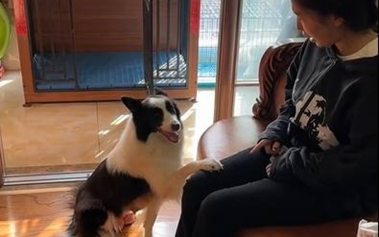 不是在跟你說話！主人喊「沒事，牠不咬人的」　邊牧竟然動作了