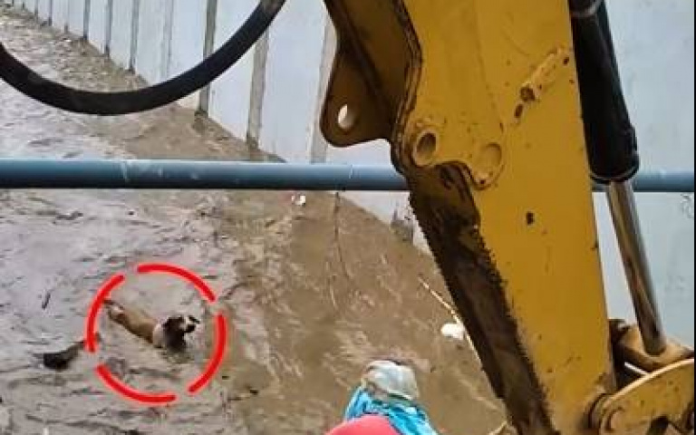 不是每個人都有足夠的勇氣去善良！　小狗捲入泥流中「他站上挖土機打救」