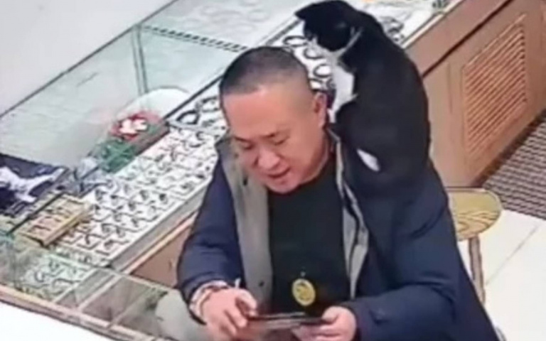 真招財！賓士小貓入職珠寶店員後超盡責　趴客人脖子狂奶「不買不准走」