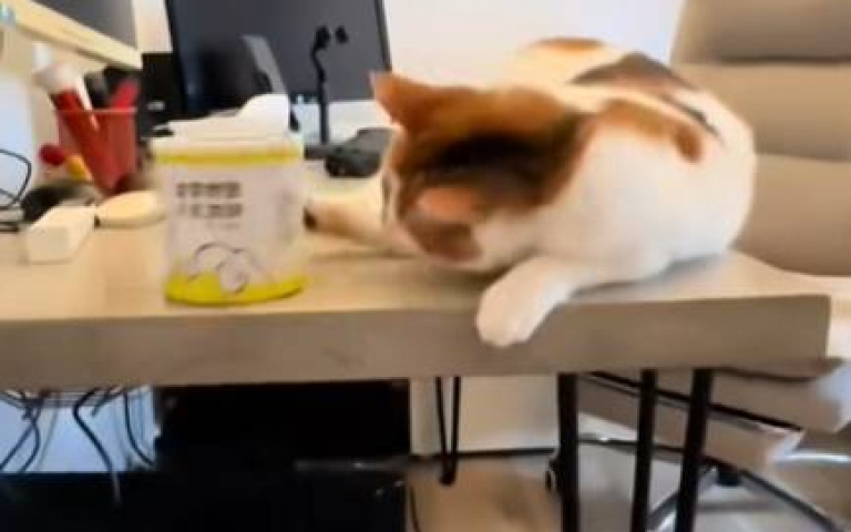 手賤貓vs手快主人 大戰三百回合後勝負揭曉