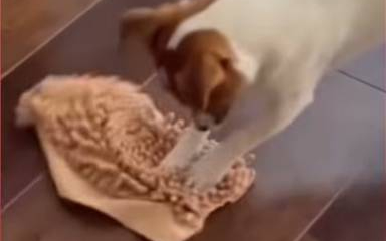 買抹布給狗狗當玩具　家裡地板意外乾淨！