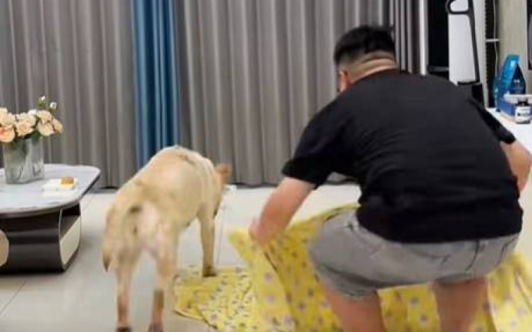 拉拉下班後跟平凡狗一樣！　趁主人躲起來「嘴裡偷塞點心」