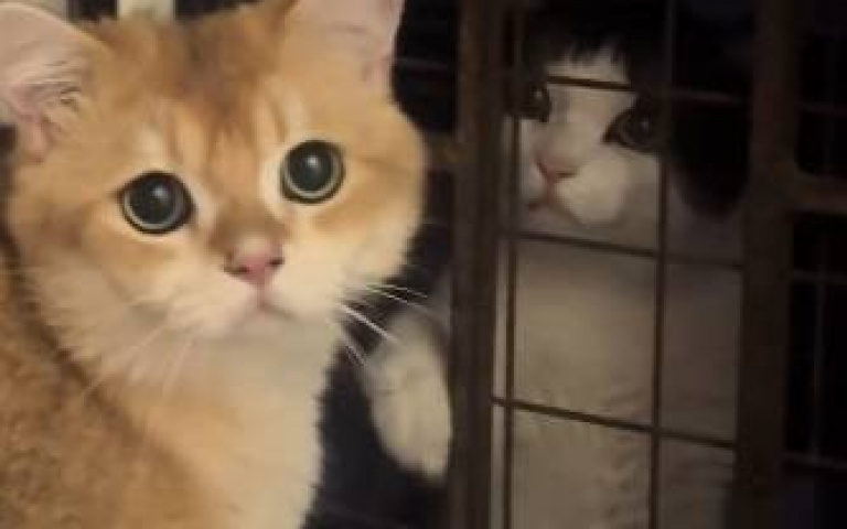 羅密貓與茱麗咪！橘貓隔窗幽會浪浪　「鐵窗伸手」看哭網友：成全孩子吧