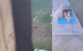抓到！老公庭院公然出軌…對象竟是「牠」