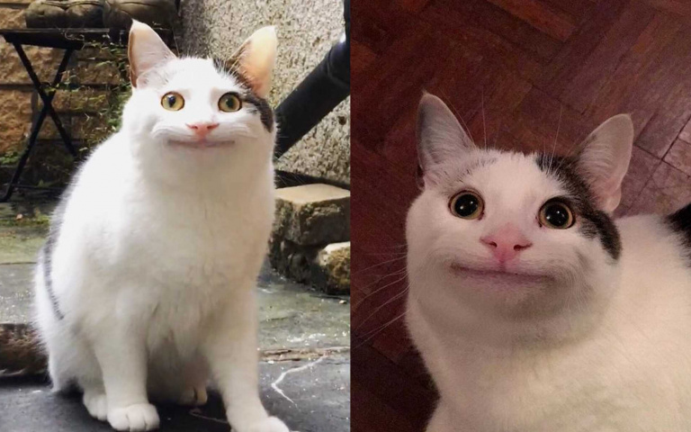 迷因熱圖!尷尬又不失禮貌的微笑本貓