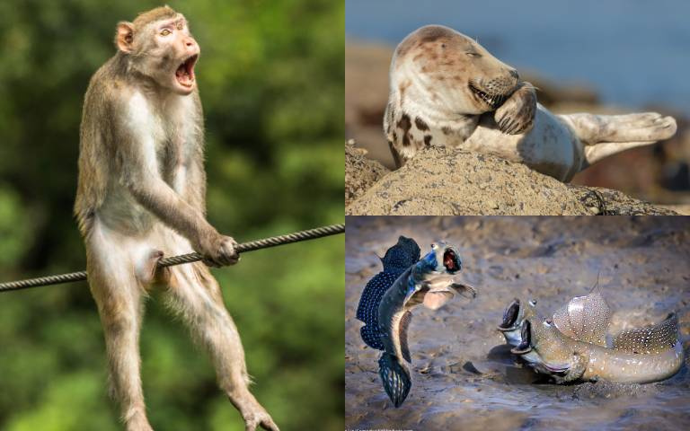 「這張照片」來自台灣!「2021搞笑野生動物攝影獎」入圍名單出爐,「崩潰猴子」、「奸笑海豹」選不出來啦!