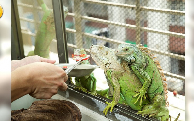 店裡有怪獸！原味綠鬣蜥在腳邊遊行