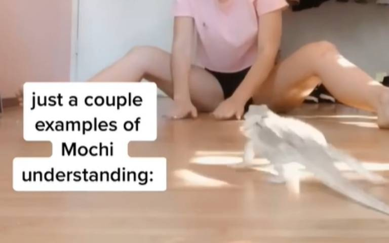 辣妞養的蜥蜴超級聽話　美食當前竟能無動於衷！