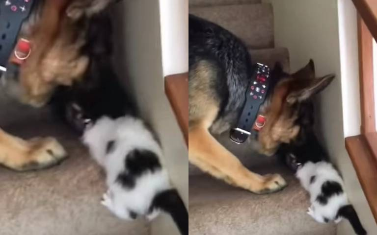 驚！大狼狗一口咬住小奶貓的頭　以為要被吃掉但結局逆轉