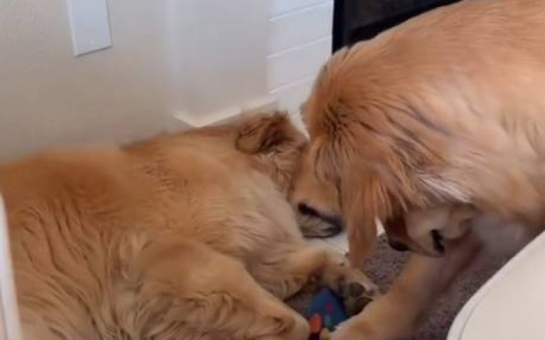 小偷阿金！趁人睡覺要牠玩具　小心翼翼畫面曝光超逗趣