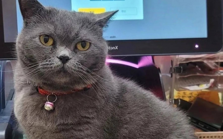 真實版招財貓！台東彩券行藍貓財運爆棚　靠一聲「喵」幫客人賺百萬