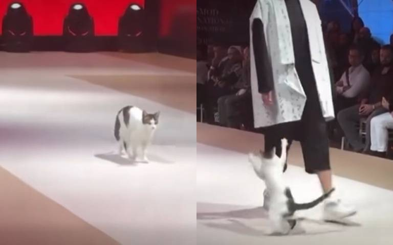 貓咪亂入時裝走秀台！　模特兒前大秀正港貓步…還手賤想要扒人衣服