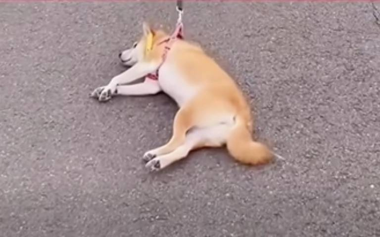 帶阿柴外出放電！　每跑五秒就躺平「結果竟然變成充電了」