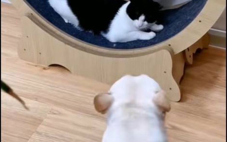 法鬥吵架要人拉！　完美詮釋狗仗人勢