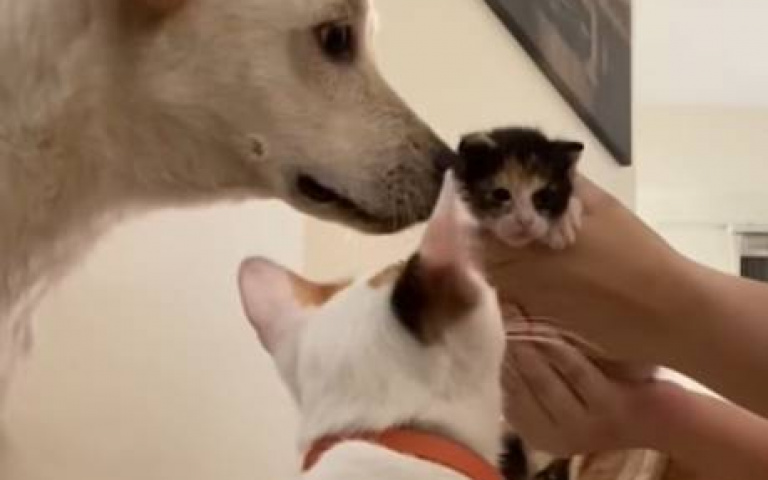 還以為是小貓的乾爸！　狗「溫柔對待」全網心被融化了