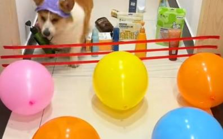 主人發起障礙挑戰賽！　柯基先生「如入無人之境」大暴走