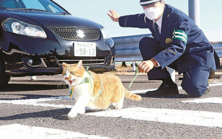 家貓獲得任命!成了宣導交通安全的「交警貓」