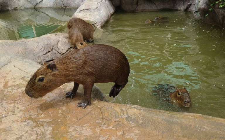 六福莊小福豚寶寶新登場　親近互動萌翻天