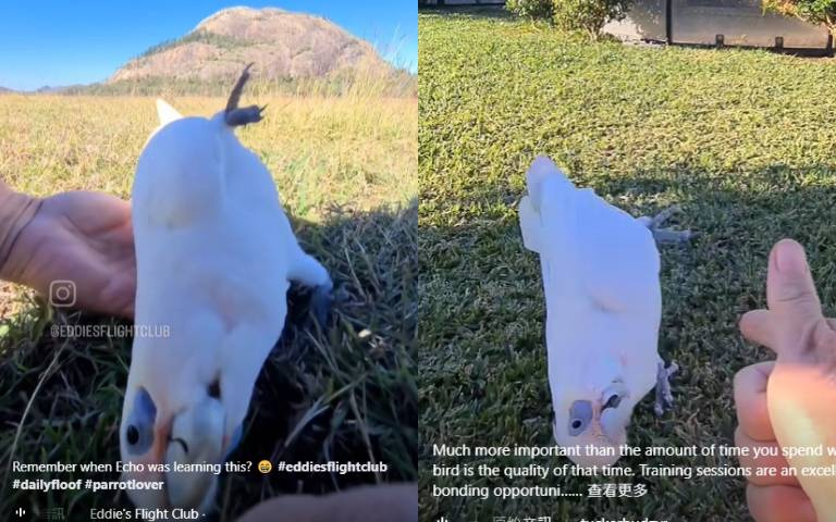 白鸚鵡撒嬌賣萌好可愛　不只會假摔還會假中槍