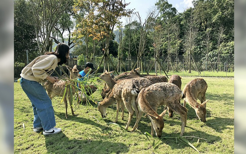 在台灣就有超多據點可以草原上餵梅花鹿、喝咖啡　傻瓜才會往日本跑！