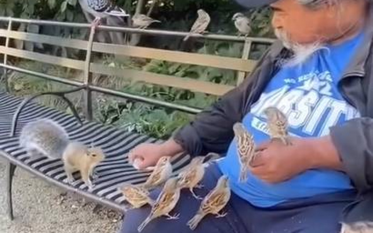 童話故事搬到現實?白髮翁公園餵食 小鳥鴿子松鼠全聚集圍繞