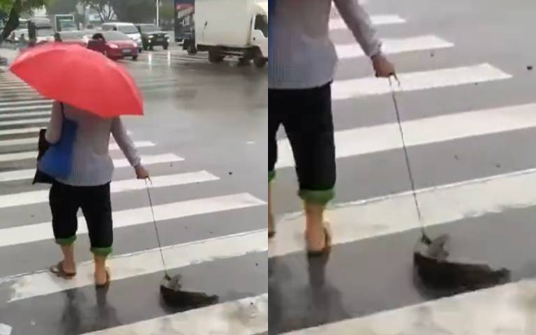 遛魚如遛狗!老爺爺牽鯰魚過馬路 網友:第一次見!