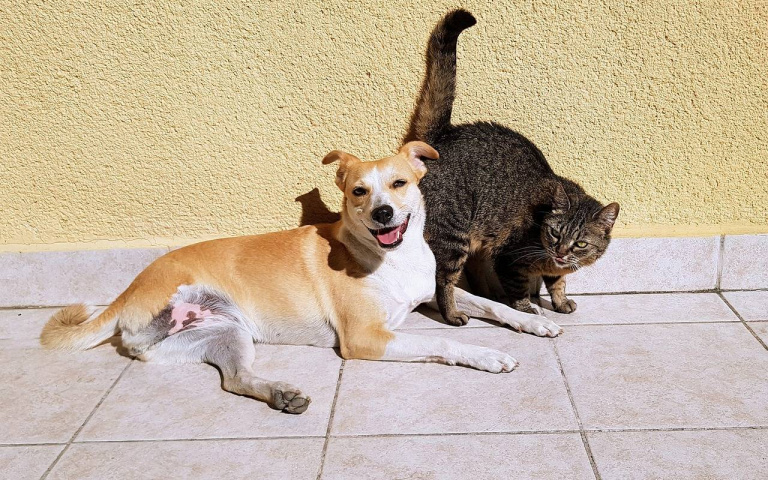 最有錢寵物！上海「女強人」子女不探視心寒　名下8767萬身家全給毛孩