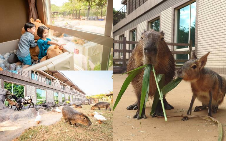 入住贈早餐、六福村門票！ 六福莊「動物派對」登場，快來與兔豚一起找彩蛋！