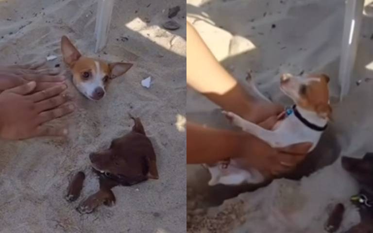 真的是舒服「吉」了？　小狗狗曬日光浴模樣超呆萌